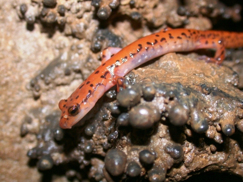 A cave salamander with a bright orange, shiny body with black patches covering much of its body and large eyes peers over the edge of a rock.