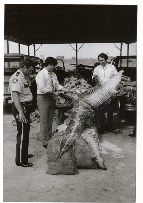 Black and white historical image showing a Law Enforcement Officer looks on as two Service officials inspect a crocodile skin