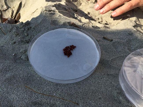 A plastic dish with brown seeds lumped in the center is laying on top of sand. a partial hand is visible on the right upper corner.
