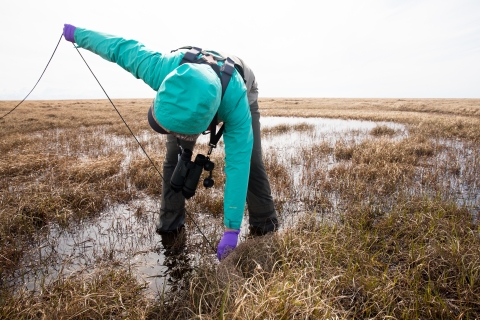 Person bends over a wetland and sets up a bownet to capture birds