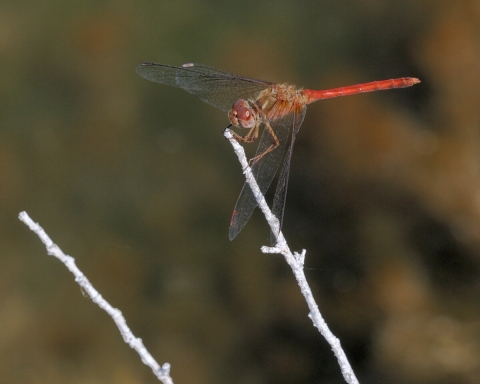 A red Autumn meadowhawk dragonfly with clear wings perches on a branch.