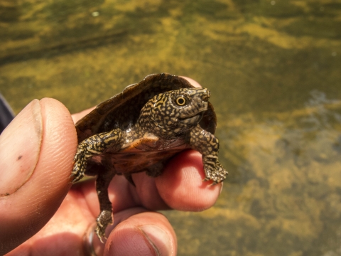 Baby flattened musk turtle being held. Its the size of the persons thumb.