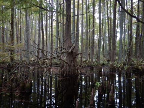 A flooded swamp forest