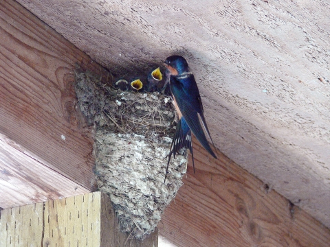 Barn swallow with nest and chicks