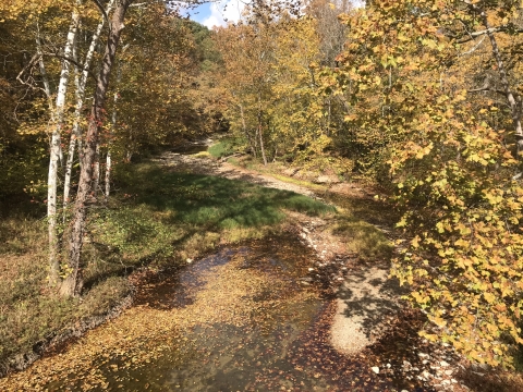 Shallow creek through woods in early fall