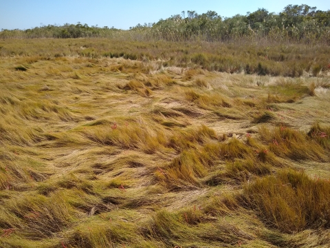 The upper salt marsh habitat of the eastern black rail, composed of undulating waves of salt hay (Spartina patens).