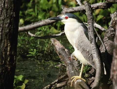 Side view of a large white bird with a red eye, black cap and beak, and grayish wing perching on a branch.