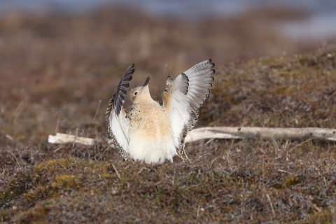 A tan shorebird on tundra with wings open to the sky