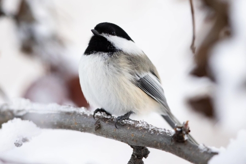 small black and white bird on a snowy branch