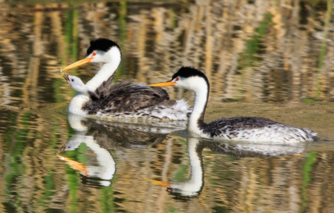 Two handsome black and white water birds with long yellow beaks swim along side a juvernile.