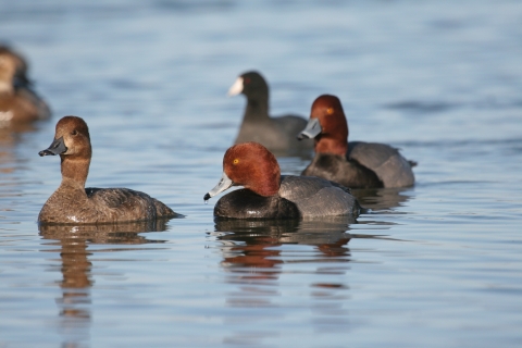 A male redhead duck swimming with water dripping off its beak. 