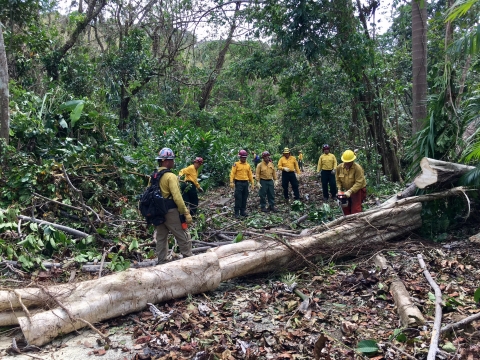 People in yellow shirts and hard hats approach a downed tree.