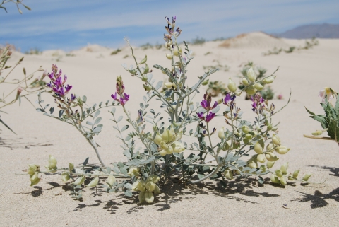 A spindly plant with delicate purple flowers grows in sand with dunes in the background.