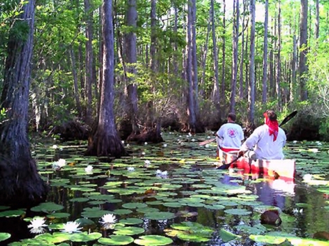 Kayakers navigating a swamp full of trees and lily pads.