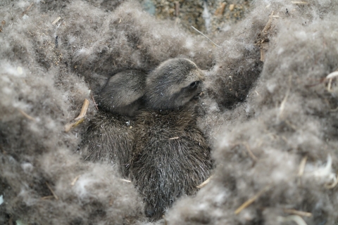 two eider chicks in a gray pile of down feathers