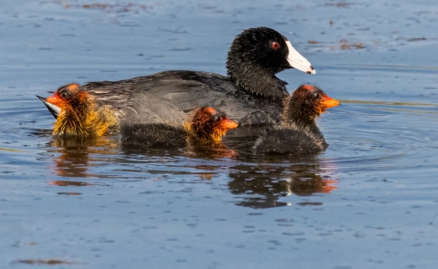 Coot with chicks in wetland