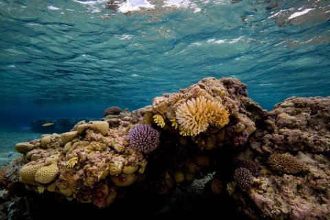 Coral formations appear sand-colored and purple at Rose Atoll in the Pacific.