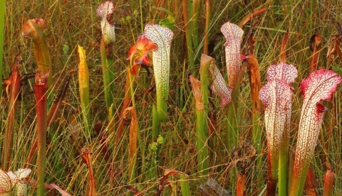A group of crimson or whitetop pitcher plants (Sarracenia leucophylla)