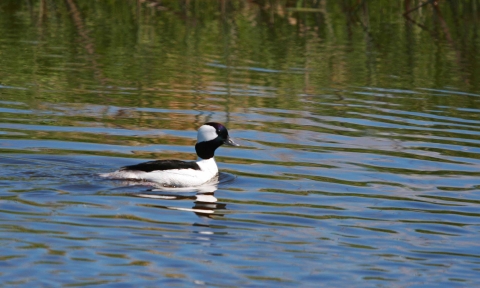 Drake bufflehead swimming from left to right in water that is slightly rippled at Agassiz NWR.j