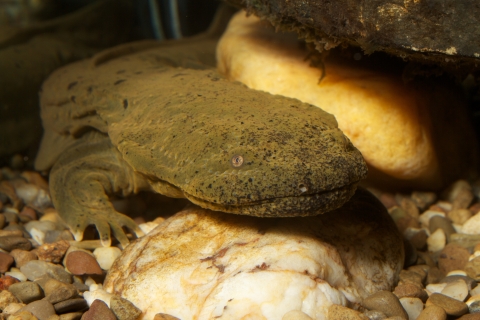 A greenish-brown hellbender faces the screen; white, red and brown rocks are visible beneath the salamander.