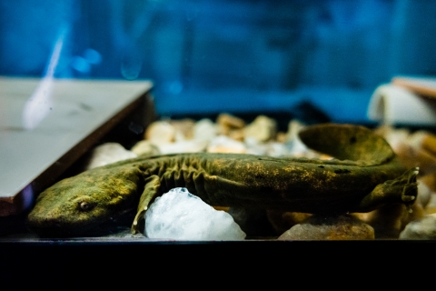 A hellbender, showing green and gold hues, rests behind glass in a tank. The image shows the salamander in profile. 