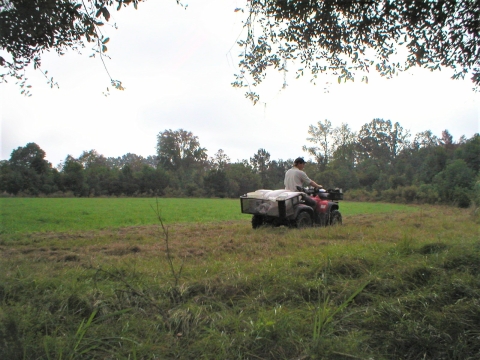 Refuge employee is on all-terrain 4-wheeler in crop field planting grains for wildlife.