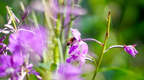 a bee in a pink fireweed flower