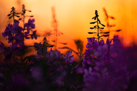 Close up of purple fireweed flowers with orange sunset background