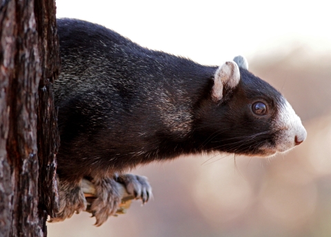 A black fox squirrel looking around the side of a tree.
