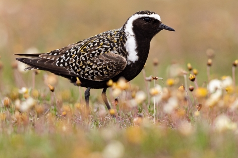 A black and white shorebird with black gold and white flecks on the tundra