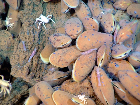 Mariana Trench grazers and mussels 