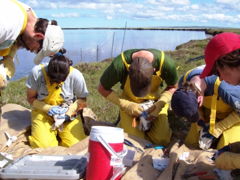 Five people band white-fronted geese