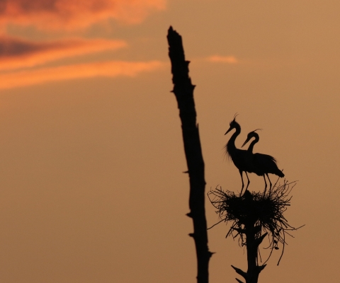 Two heron silhouettes at sunset.