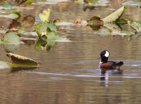 A male hooded merganser swims in the water