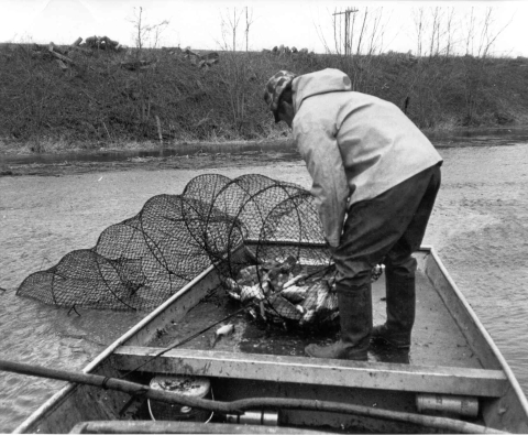 A man standing on a flat bottom boat that is floating in water, holding a hoop net that had about 25 fish in it. The net expands from the water to the inside of the boat. 