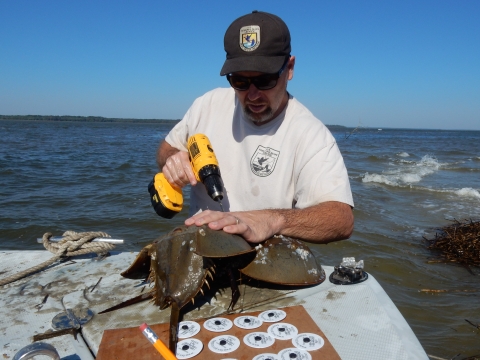 USFWS Biologist tags horseshoe crabs