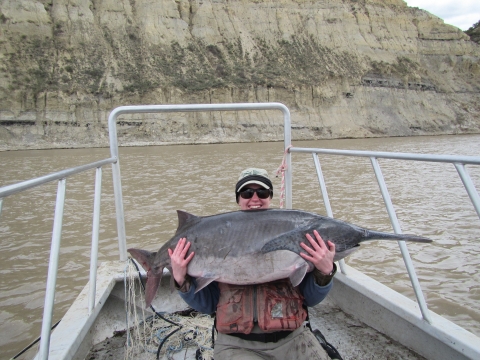 Biologist holding a large paddlefish