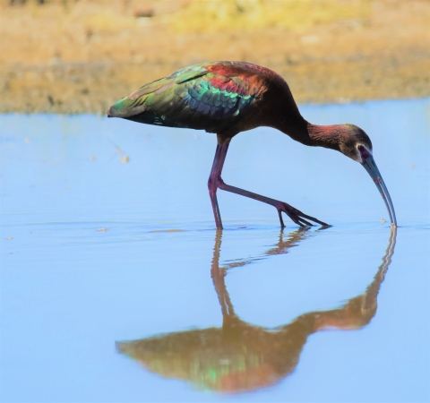 white faced ibis foraging in shallow water