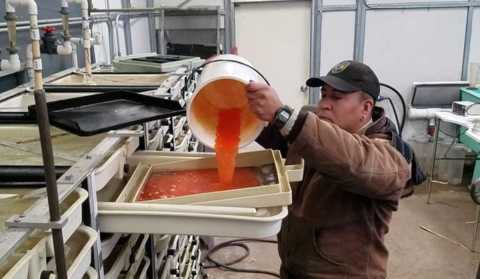 A hatchery caretaker pours a bucket of orange trout eggs into a white tray.