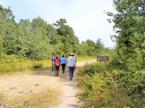Biologists walk through the Karner Blue Butterfly Easement in Concord, NH