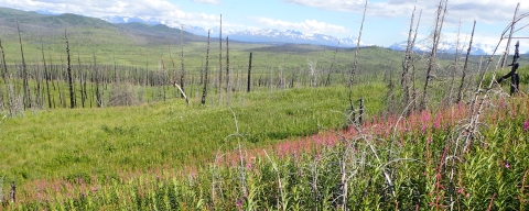 Grasslands in Alaska's Kenai Peninsula.