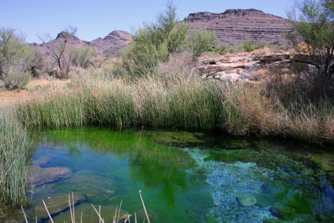 A crystal clear spring pops out of a desert landscape