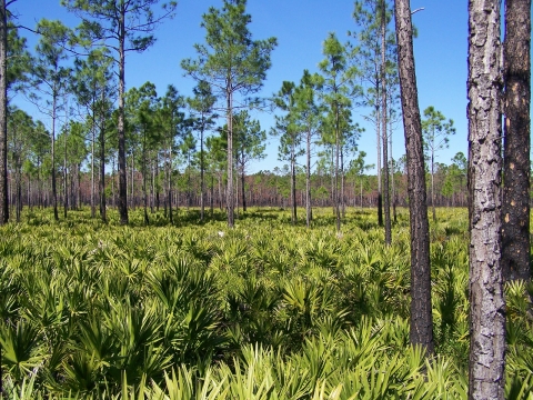 Landscape view of saw palmetto and pine