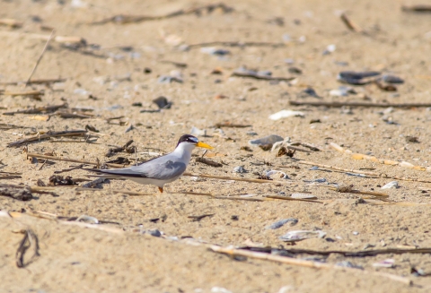Least tern stands on beach among the shells and sea wrack scattered on the sand.