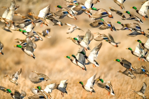 flock of mallards in flight