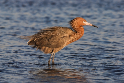 A reddish egret stands in shallow estuary waters