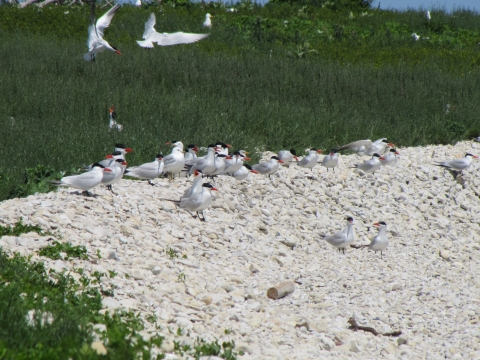 Caspian terns line up along the Hat Island beach.