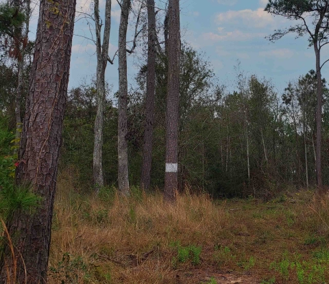 Pine trees, one is marked with a white circle around trunk