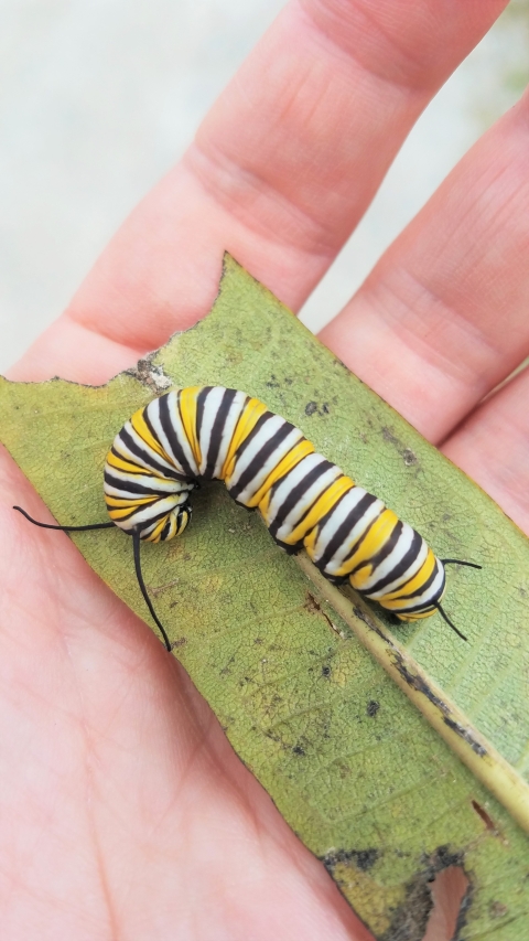 biologist holds a monarch butterfly caterpillar 