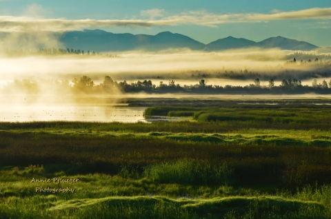 Wetland scenery with ducks in background, low fog over wetland, mountains in background with morning blue sky